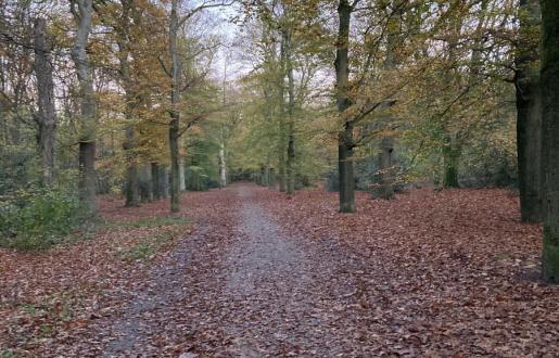 Boek nu het Kammetjesstekelzwam paddestoelen Arrangement Kammetjesstekelzwam is in het nieuws- 5-7 exemplaren in Amersfoort