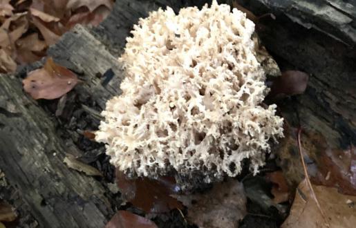 Kammetjesstekelzwam zelf gezien in Amersfoort- hotel de Tabaksplant Kom paddestoelen kijken, ik heb deze zelf gezien, hotel de tabaksplant Amersfoort