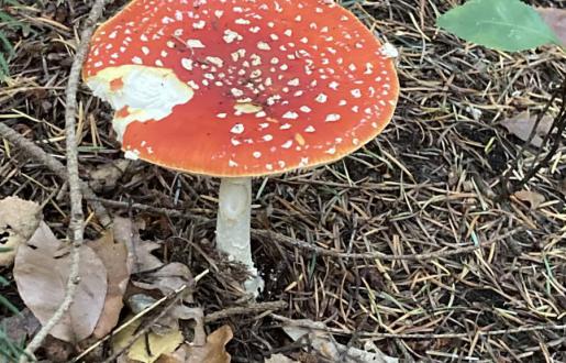 Rood met witte stippen, zelf gezien in Amersfoort- hotel de Tabaksplant Kom paddestoelen kijken, ik heb deze zelf gezien, hotel de tabaksplant Amersfoort