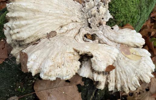 Paddestoelen kijken in Amersfoort deze maar ook Kammetjesstekelzwam