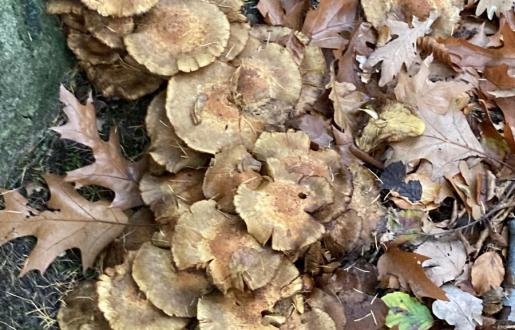 Paddestoelen kijken en fotograferen  in Amersfoort Hotel de Tabaksplant