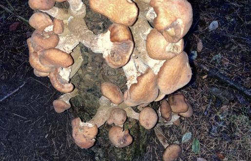 Hotel de Tabaksplant Paddestoel kijken arrangement Dit kan natuurlijk beter met een betere fotograaf- dus help ons
