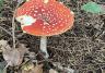 Rood met witte stippen, zelf gezien in Amersfoort- hotel de Tabaksplant Kom paddestoelen kijken, ik heb deze zelf gezien, hotel de tabaksplant Amersfoort