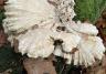 Paddestoelen kijken en fotograferen in Amersfoort Hotel de Tabaksplant Paddestoelen kijken in Amersfoort deze maar ook Kammetjesstekelzwam